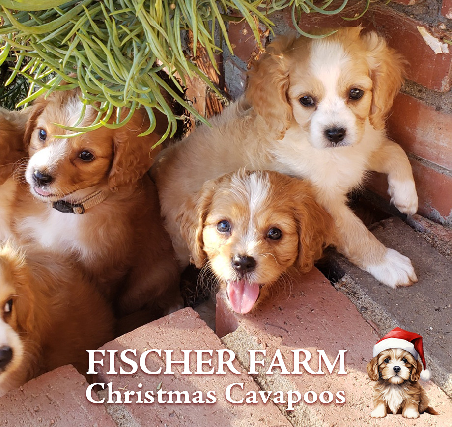 Cavapoo puppies at Chrismas