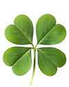 Fischer Farm Shamrock